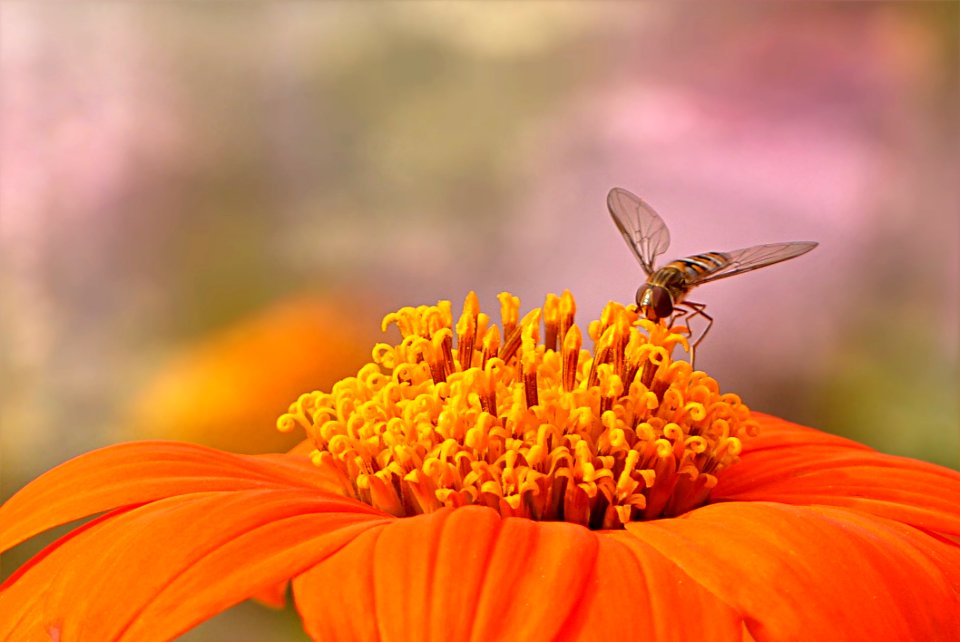 Flower Nectar Pollen Macro Photography
