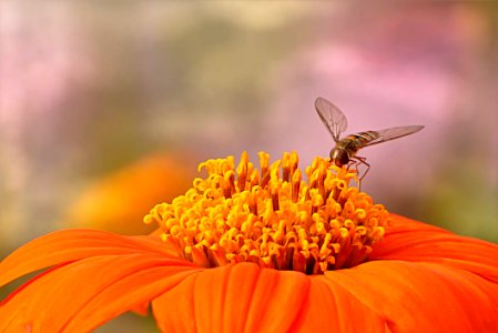 Flower Nectar Pollen Macro Photography photo