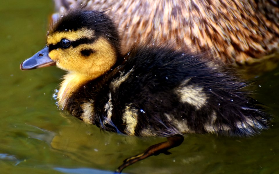 Bird Duck Ducks Geese And Swans Water Bird