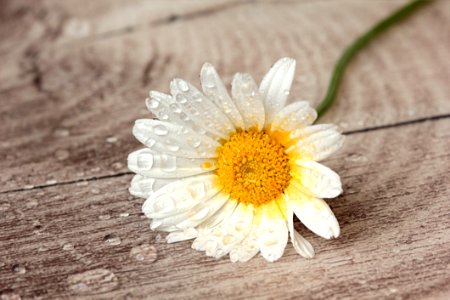 Flower Oxeye Daisy Flora Daisy