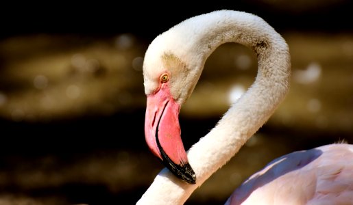 Flamingo Water Bird Bird Beak photo