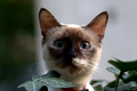 Cat Small To Medium Sized Cats Whiskers Cat Like Mammal photo