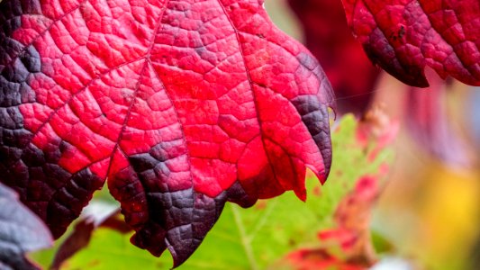 Leaf Pink Flora Plant