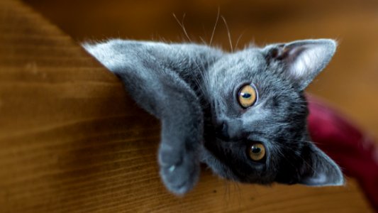 Cat Small To Medium Sized Cats Mammal Cat Like Mammal