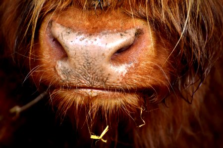 Nose Facial Hair Close Up Snout
