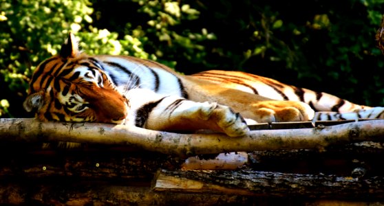Tiger Wildlife Big Cats Terrestrial Animal photo