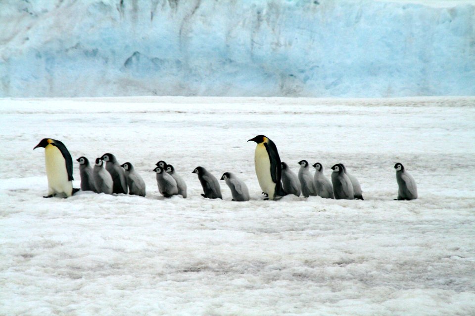 Penguin Flightless Bird Bird Fauna
