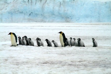 Penguin Flightless Bird Bird Fauna photo