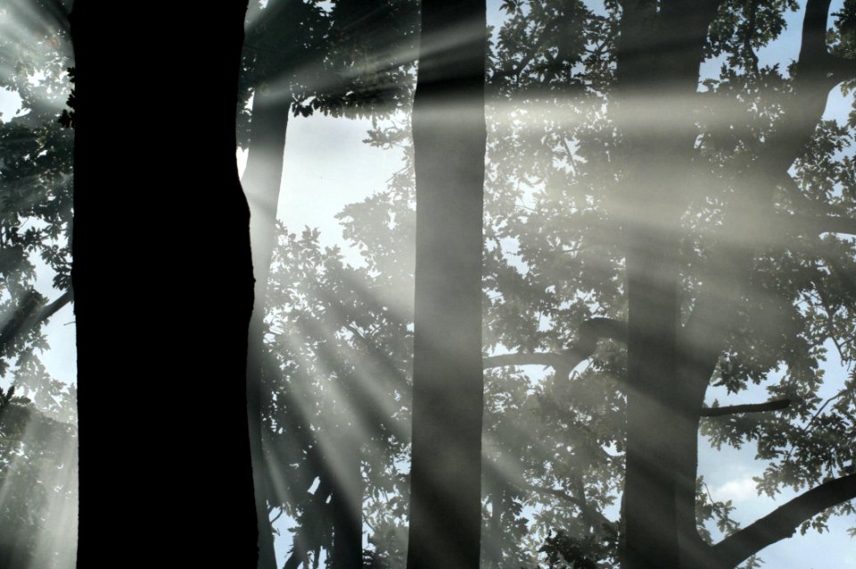 Tree Water Woody Plant Reflection