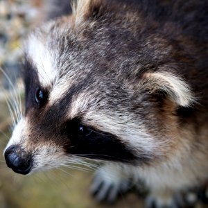 Fauna Mammal Raccoon Wildlife photo