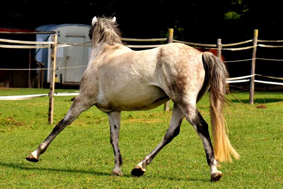 Horse Mane Mare Pasture