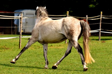 Horse Mane Mare Pasture