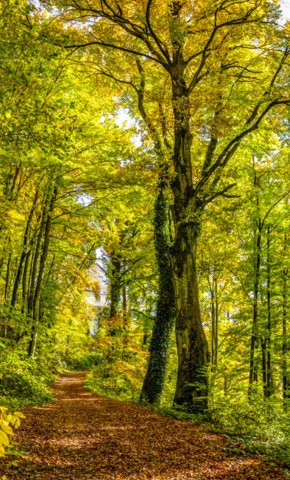 Woodland Nature Ecosystem Tree