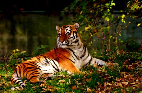 Wildlife Tiger Mammal Terrestrial Animal photo
