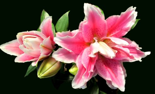 Flower Flowering Plant Plant Lily photo