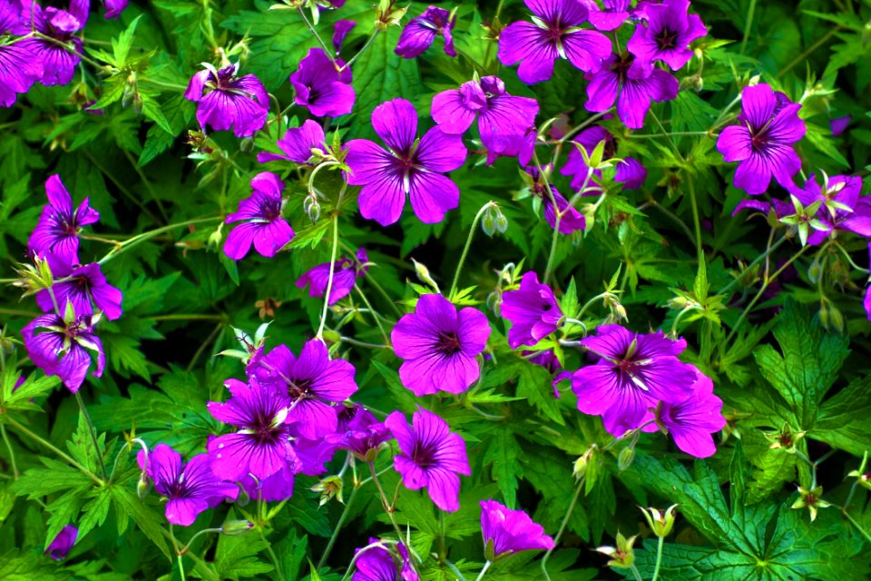 Flower Plant Flowering Plant Flora