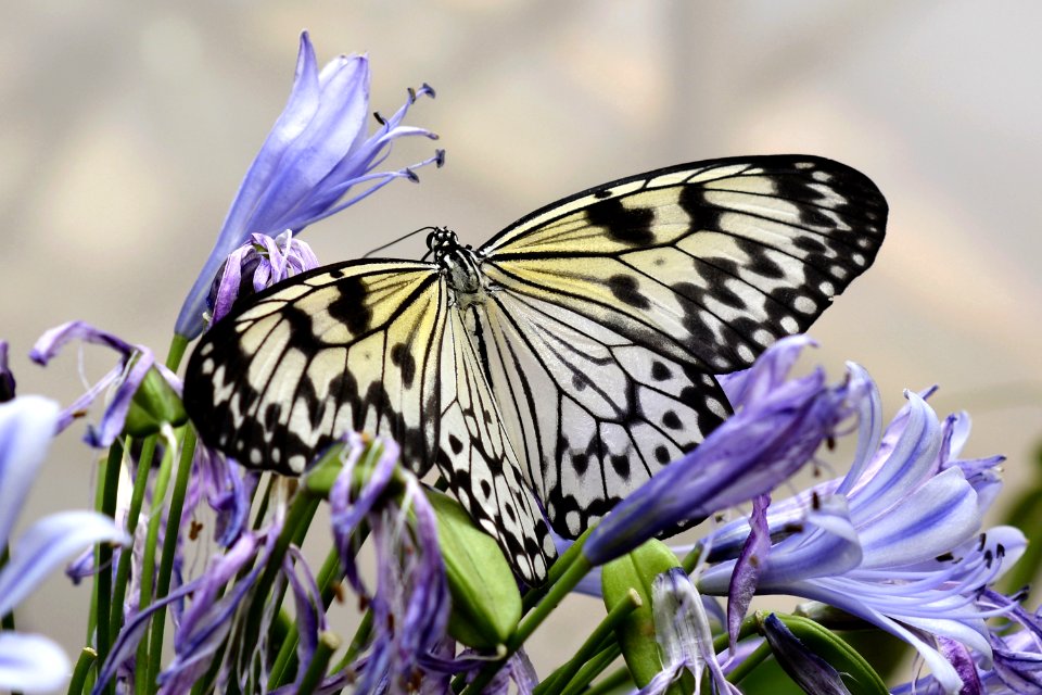 Butterfly Moths And Butterflies Insect Brush Footed Butterfly