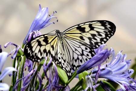 Butterfly Moths And Butterflies Insect Brush Footed Butterfly