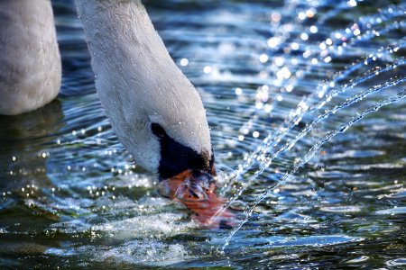 Water Bird Fauna Water Bird photo