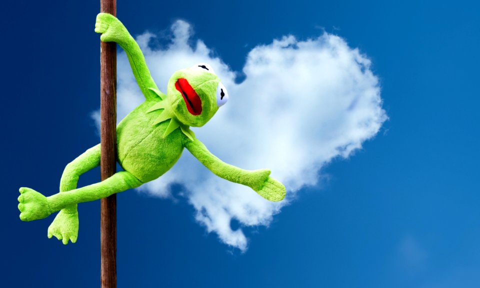 Sky Vertebrate Chameleon Organism