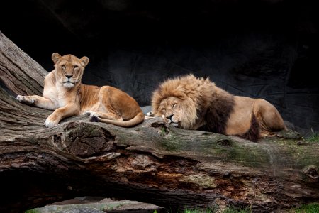 Wildlife Lion Mammal Fauna