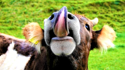 Fauna Snout Grass Wildlife