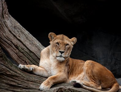 Lion Wildlife Mammal Terrestrial Animal photo