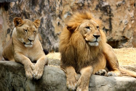 Wildlife Lion Mammal Terrestrial Animal