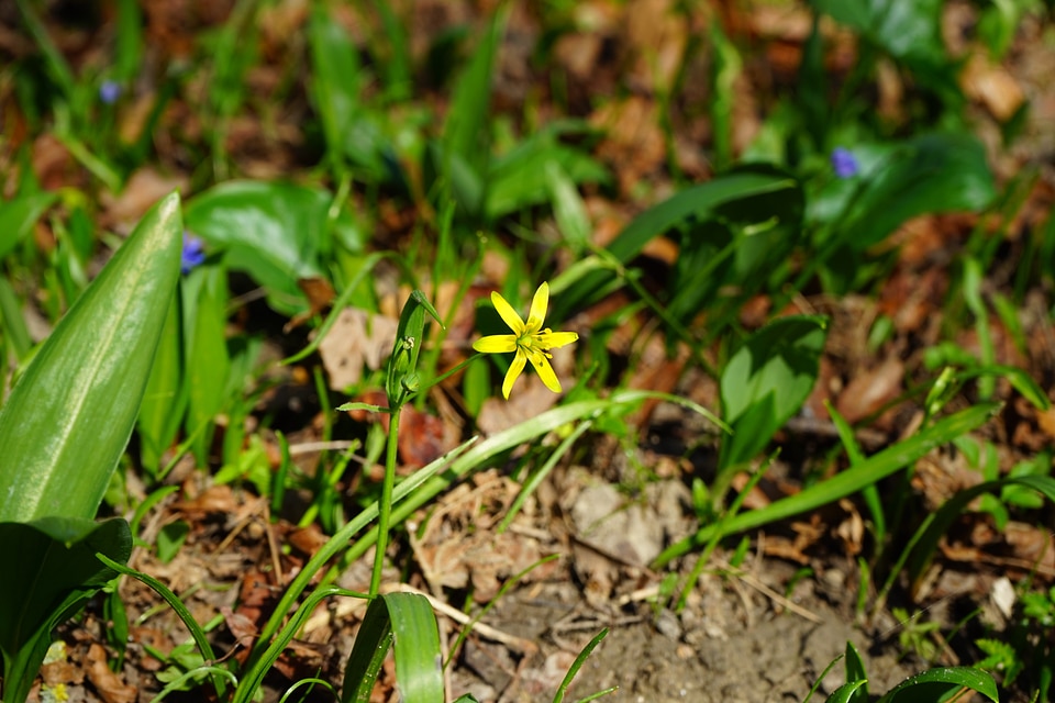 Bloom flower yellow