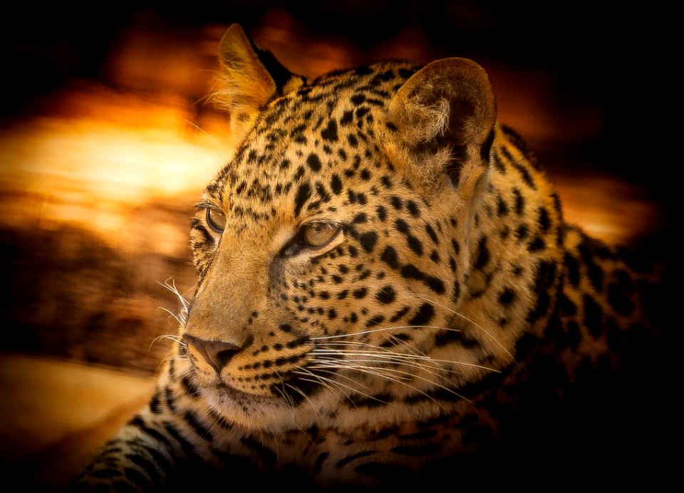 Leopard Wildlife Terrestrial Animal Jaguar photo