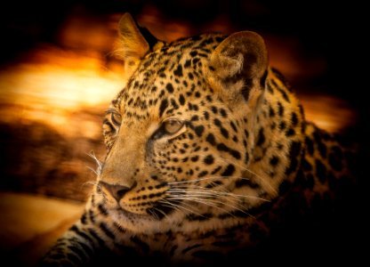 Leopard Wildlife Terrestrial Animal Jaguar