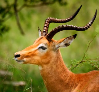 Wildlife Terrestrial Animal Fauna Horn photo