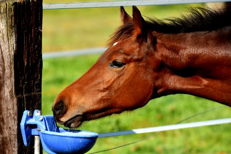 Horse Halter Bridle Mane