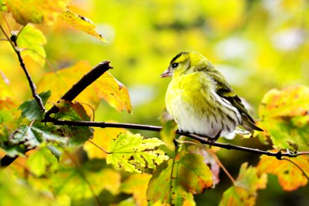 Bird Yellow Fauna Beak photo