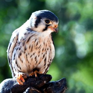 Bird Falcon Beak Fauna