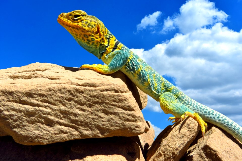 Reptile Scaled Reptile Lizard Fauna