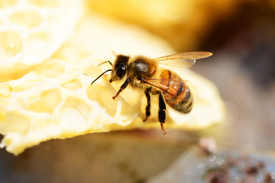 Honey bee worker bee