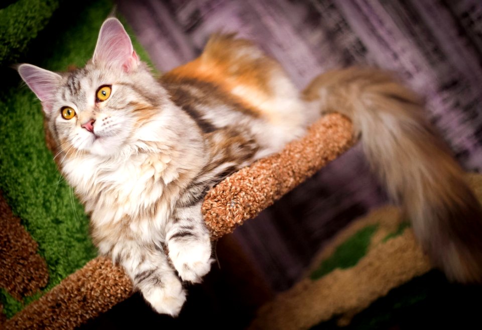 Cat Mammal Small To Medium Sized Cats Whiskers