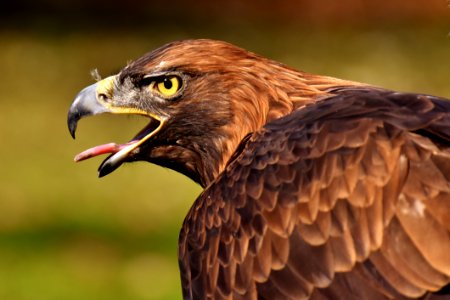 Bird Beak Eagle Bird Of Prey photo