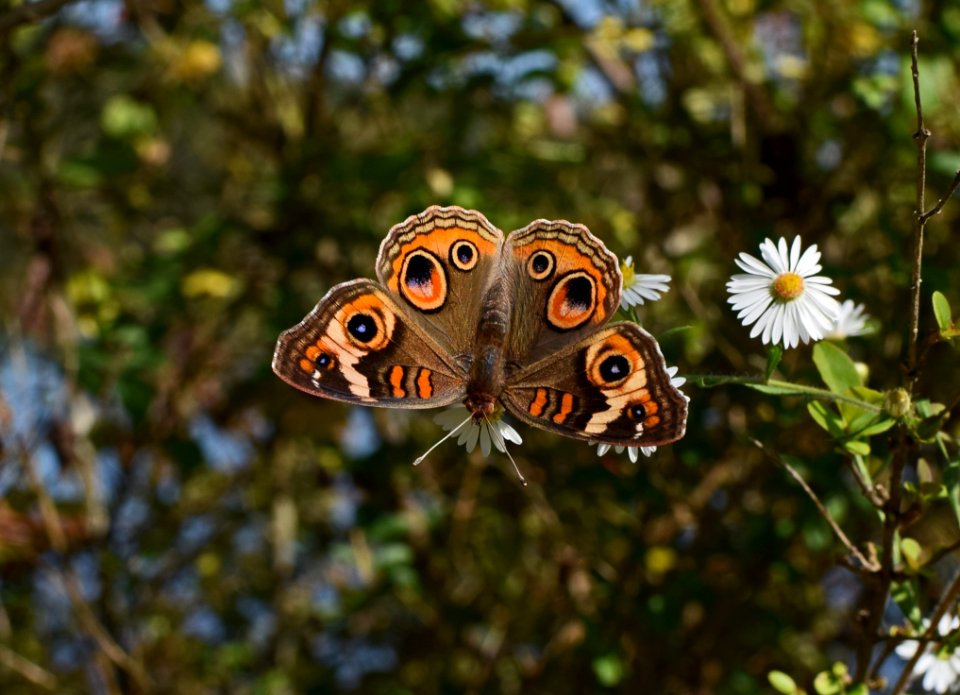 Butterfly Moths And Butterflies Insect Brush Footed Butterfly photo