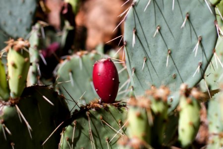 Got Cactus Fruit