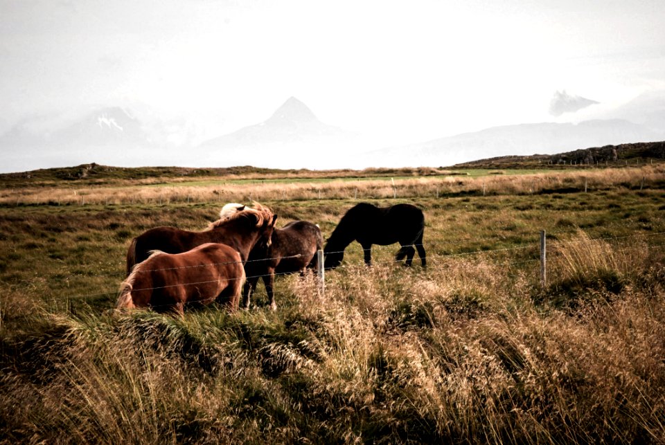 Animal Cavalry Countryside