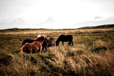 Animal Cavalry Countryside