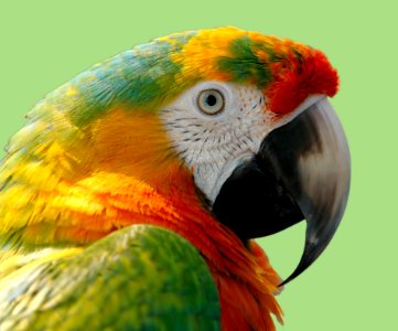 Beak Bird Parrot Fauna photo