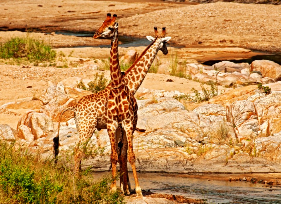 Giraffe Wildlife Terrestrial Animal Fauna