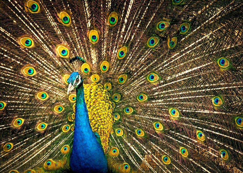 Peafowl Vertebrate Galliformes Feather