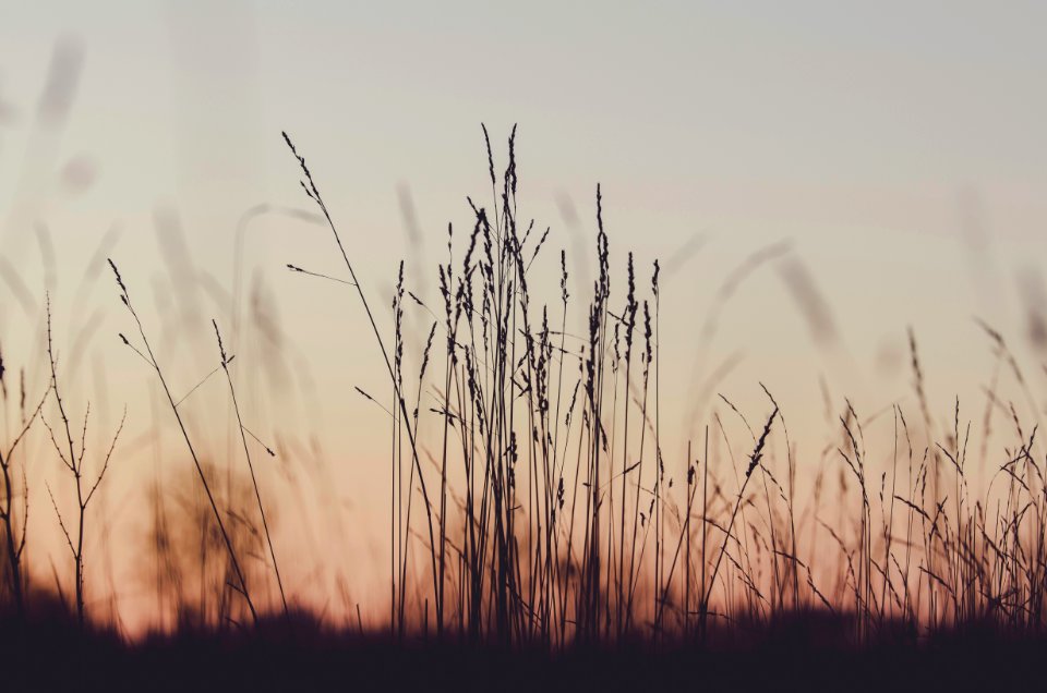 Sky Morning Grass Grass Family