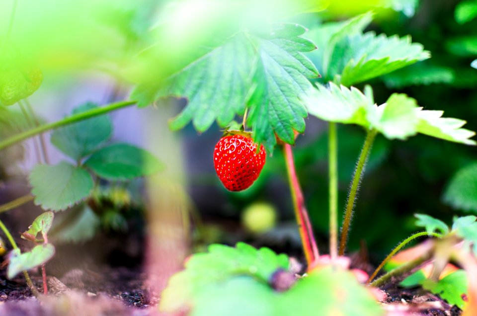 Agriculture Blur Color Confection
