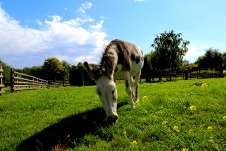 Sad Horse photo