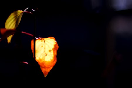 Glow Leaf Glow